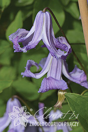 Клематис фиолетовый Фейри Денс